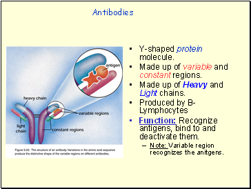 Antibodies