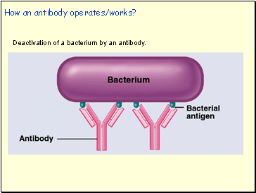 How an antibody operates/works?