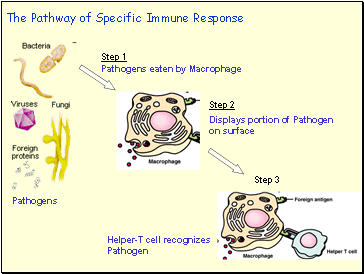 The Pathway of Specific Immune Response