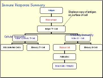 Immune Response Summary