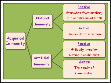 Types of Immunity