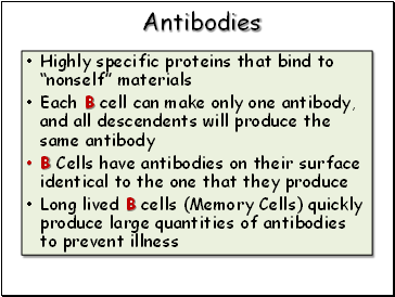 Antibodies