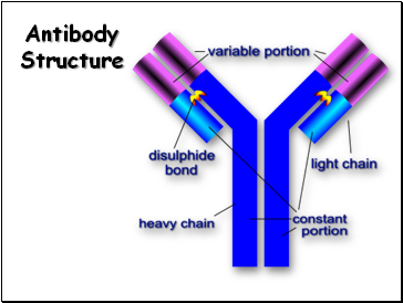 Antibody Structure