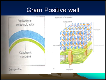 Gram Positive wall