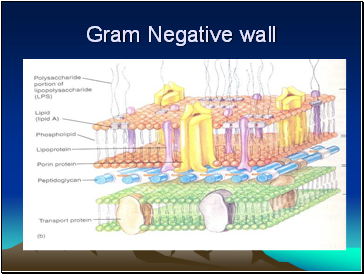 Gram Negative wall