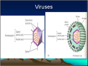 Viruses