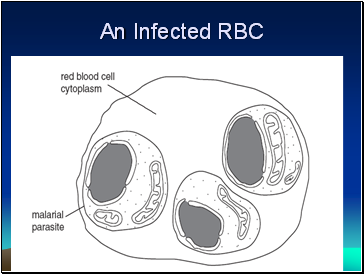 An Infected RBC