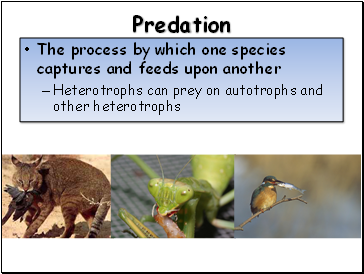 Predation