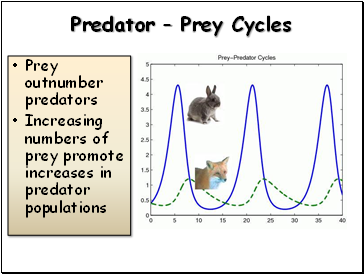 Predator – Prey Cycles