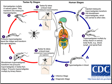 The Parasitic Life Cycle of the Tse-Tse Fly