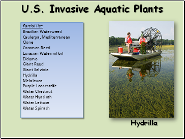 U.S. Invasive Aquatic Plants
