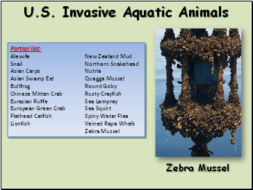 U.S. Invasive Aquatic Animals