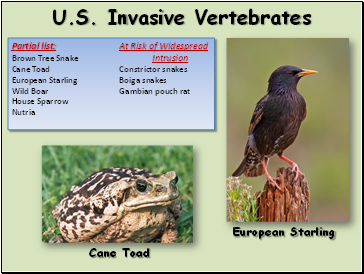 U.S. Invasive Vertebrates