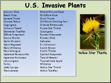U.S. Invasive Plants