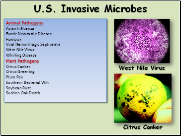 U.S. Invasive Microbes