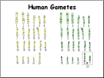 Human Gametes