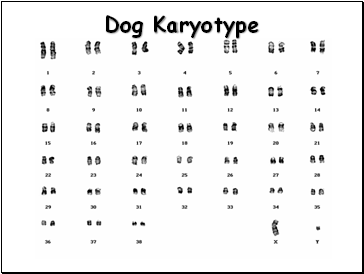 Dog Karyotype