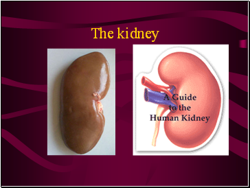 The kidney