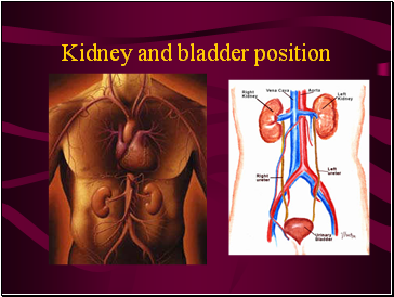 Kidney and bladder position