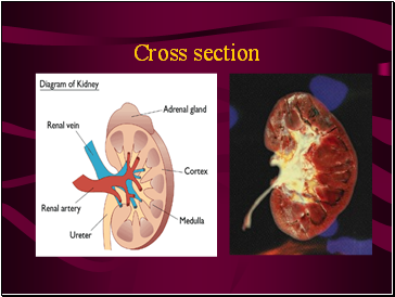 Cross section