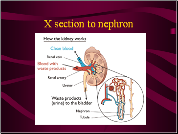 X section to nephron