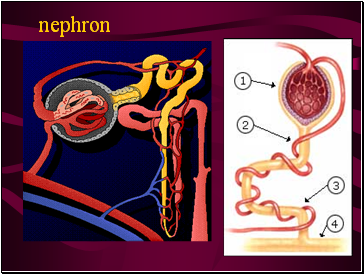 Nephron