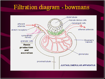 Filtration diagram - bowmans