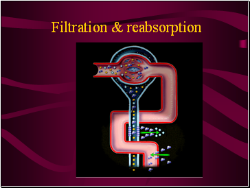 Filtration & reabsorption