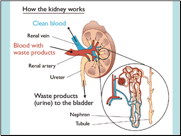 1 – Filtration by the Kidney