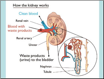 1  Filtration by the Kidney