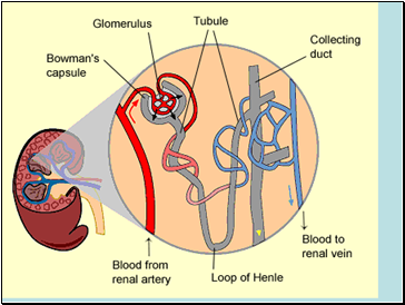 1 – Filtration by the Kidney