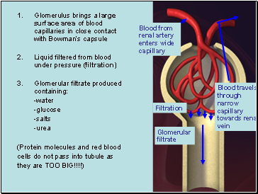 Glomerulus brings a large surface area of blood capillaries in close contact with Bowmans capsule