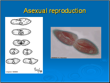 Asexual reproduction