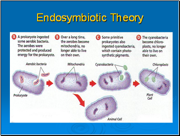 Endosymbiotic Theory