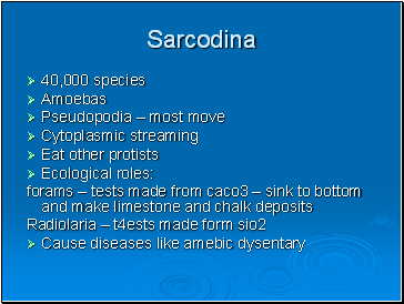 Sarcodina