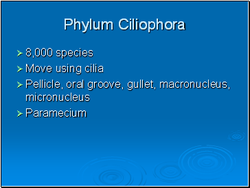 Phylum Ciliophora