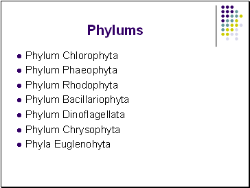 Phylums