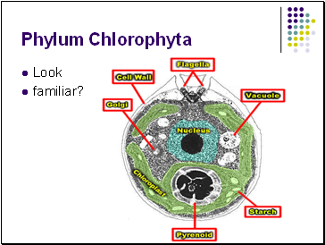 Phylum Chlorophyta