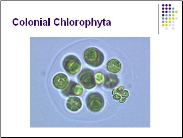 Colonial Chlorophyta