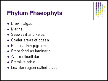 Phylum Phaeophyta
