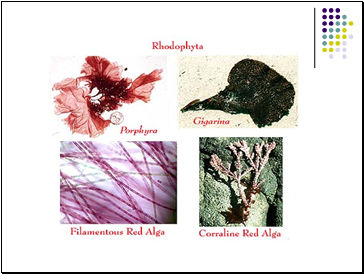 Phylum Rhodophyta