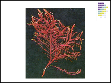 Phylum Rhodophyta