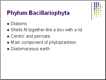Phylum Bacillariophyta