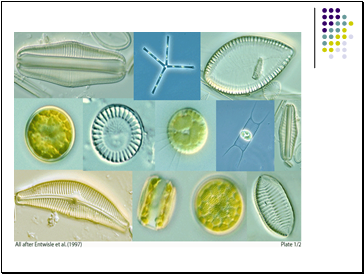 Kingdom Protista part II- Algae