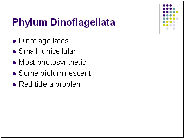 Phylum Dinoflagellata