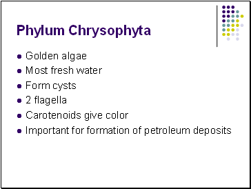 Phylum Chrysophyta