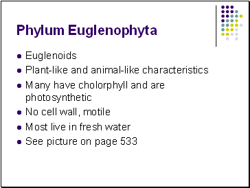 Phylum Euglenophyta