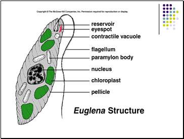Phylum Euglenophyta