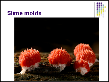 Slime molds