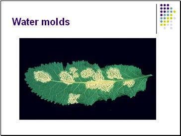 Water molds